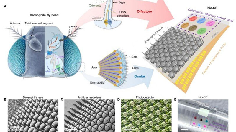 La Chine a développé un « œil-mouche » pour drones, assurant une vision panoramique et un capteur d’odeurs