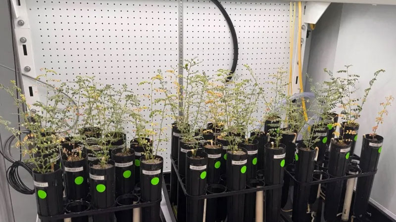 Les scientifiques cultivent des pois sur un sol lunaire artificiel, mais ils n'osent pas l'essayer sous forme de soupe.